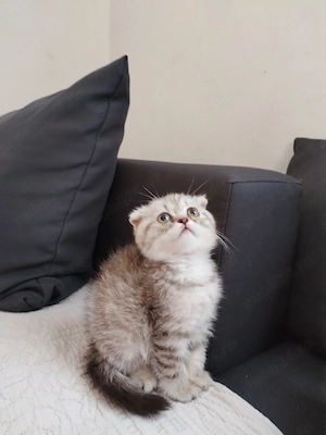 Vând puișori de rasa British shorthair si scotish fold  - imagine 5