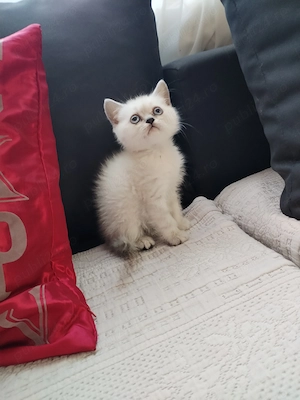 Vând puișori de rasa British shorthair si scotish fold  - imagine 3