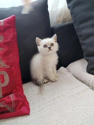 Vând puișori de rasa British shorthair si scotish fold  - imagine 2