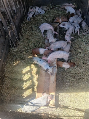 de vânzare 27 de purcei vaccinați mânca orice bobe faina etc preț 150 lei bucata unul cu altul  - imagine 2