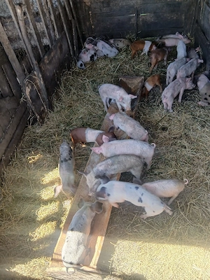 de vânzare 27 de purcei vaccinați mânca orice bobe faina etc preț 150 lei bucata unul cu altul 