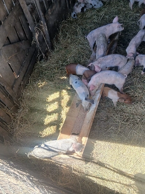de vânzare 27 de purcei vaccinați mânca orice bobe faina etc preț 150 lei bucata unul cu altul  - imagine 5