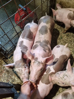 Vând purcei pietrain,au 8 săptămâni  - imagine 3