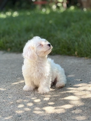 Vând pui de Bichon Maltez 
