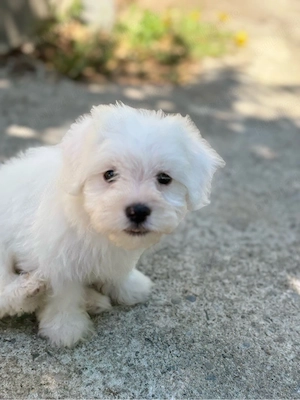 Vând pui de Bichon Maltez  - imagine 5