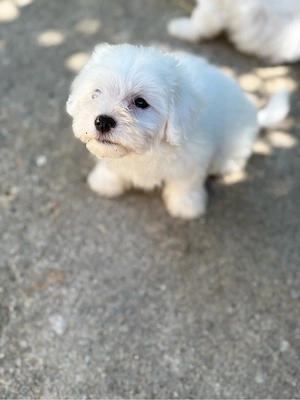 Vând pui de Bichon Maltez  - imagine 4