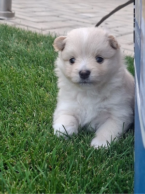 catei pomeranian fata si baiat - imagine 4