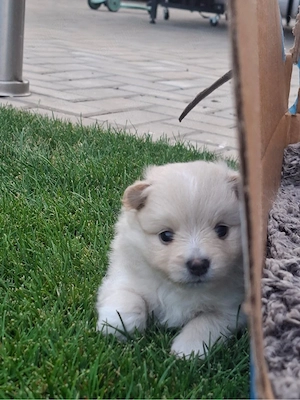 catei pomeranian fata si baiat - imagine 3