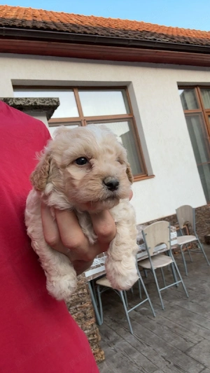 vand bichon maltez  - imagine 2