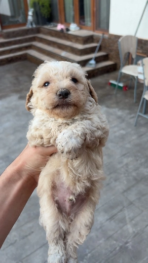 vand bichon maltez  - imagine 3