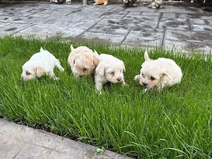 vand bichon maltez 
