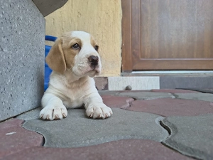cățel beagle 