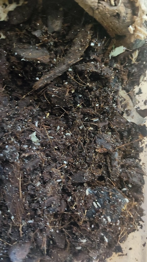 Culturi grindal, bananaworms, microworms, izopode springtail și dwarf white  - imagine 2