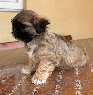 Căței shih tzu - imagine 4