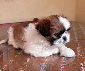 Căței shih tzu - imagine 2