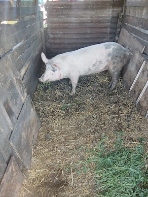 de vânzare o soldana de 80 90 kg aproximativ preț 900 lei preț fix  - imagine 4
