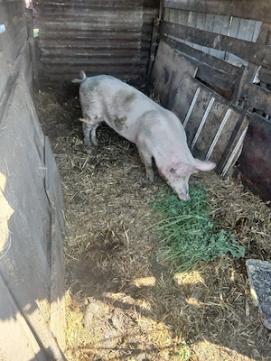 de vânzare o soldana de 80 90 kg aproximativ preț 900 lei preț fix  - imagine 2