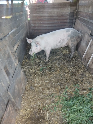 de vânzare o soldana de 80 90 kg aproximativ preț 900 lei preț fix  - imagine 3