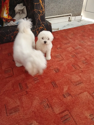 Bichon talie mică miny toy 