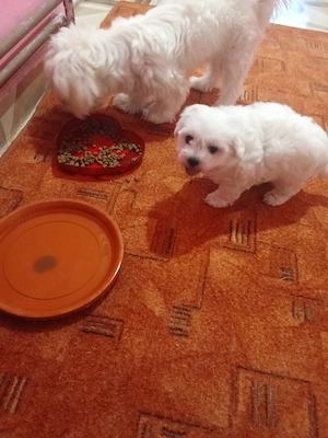 Bichon talie mică miny toy  - imagine 2
