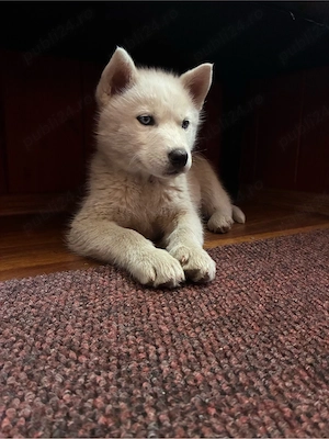 Catel Husky alb femela 