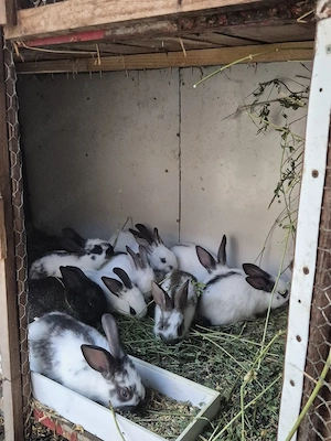 Disponibili iepurași  - imagine 4