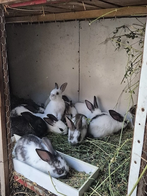 Disponibili iepurași  - imagine 3