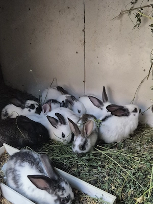 Disponibili iepurași 