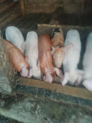Purcei de vânzare! 