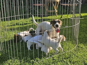 Pui Mascul Jack Russel - Tibo - imagine 3
