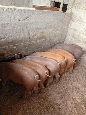 Porci Duroc rasa de carne