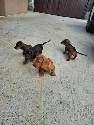 Căței teckel de vânzare 