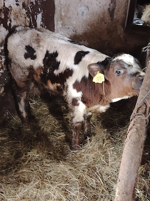 vitel de vânzare  - imagine 2