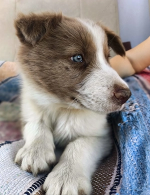 Mascul border collie 