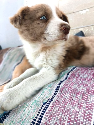 Mascul border collie  - imagine 3