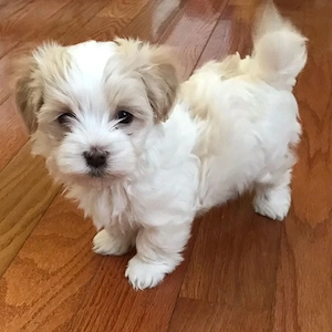 Bichon Maltez Mini Toy  - imagine 3