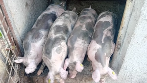 vînd purcei  de carne 4 rămași  60 chile