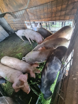Porci, purcei, scrofițe - imagine 4