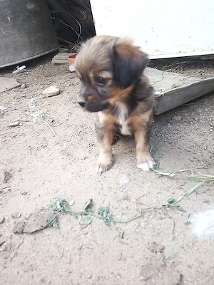 Căței pechinez PREȚ bun, Deparazitați și bine ingrijiti
