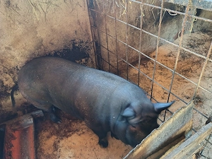 Purceii și porci - imagine 5