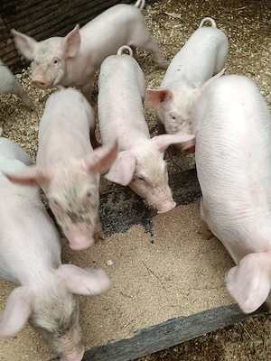 Purceii și porci - imagine 3
