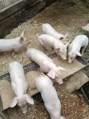 Purceii și porci - imagine 2