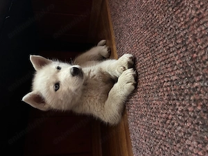 Catel Husky alb femela - imagine 2