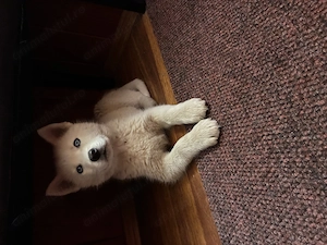 Catel Husky alb femela
