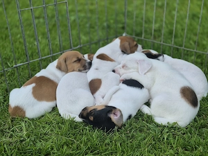 8 Jack Russel își caută stapani