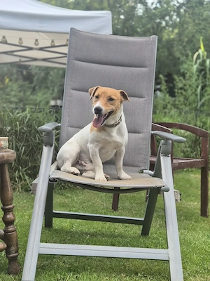 Pui Mascul Jack Russel - Tibo - imagine 4