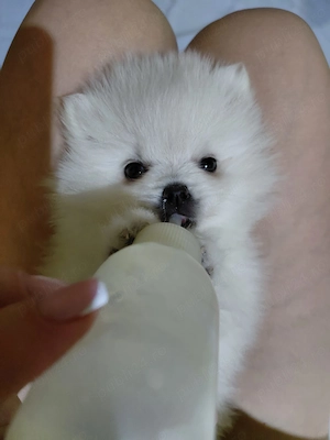 Vând pomeranian alb fetiță  - imagine 3