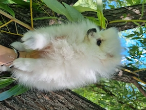 Vând pomeranian alb fetiță 