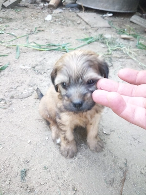 Căței bichon baieti și fete OFERTA pret  - imagine 3