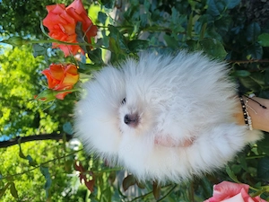 Vând pomeranian alb imaculat băiat  certificat de pedigree  - imagine 4